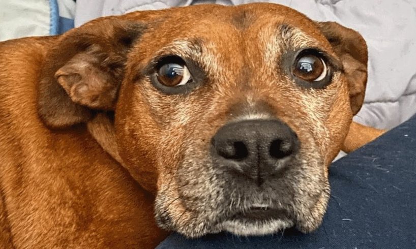 Shelter dog had no hope left. Then someone gave her another chance.