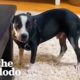 Shy Rescue Puppy Asks For Pets For The First Time  | The Dodo Foster Diaries