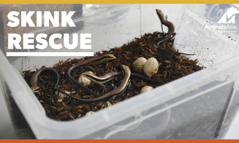 Skink eggs rescued at Animals Asia’s Vietnam Sanctuary