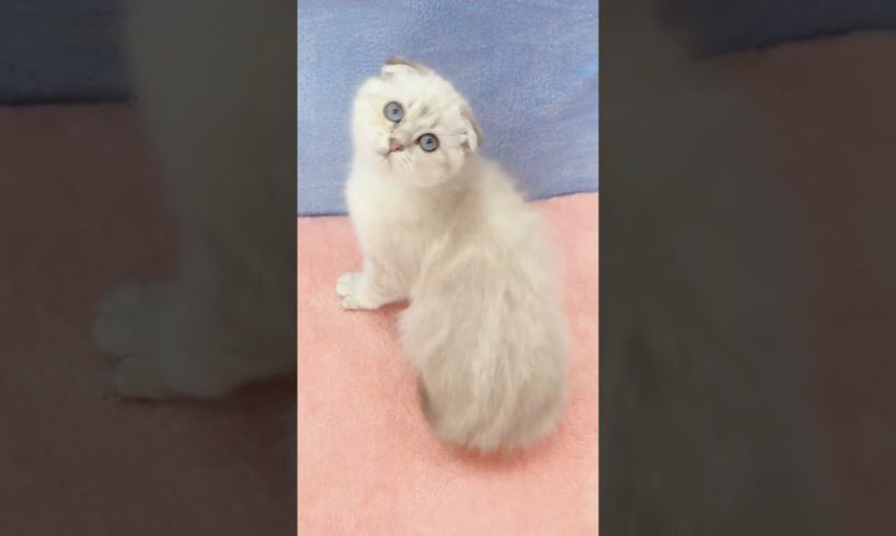 So Cute Kitten Playing Toy #shorts #kittens #cats #animals #viral #trending