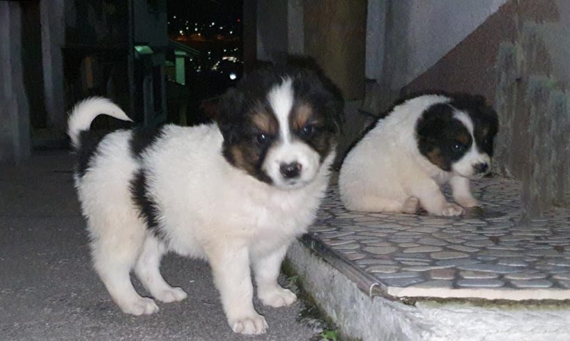 Someone heartless owner  dumped three little puppies and a liter of milk on the roadside