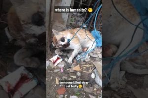 😇 🙂 Someone killed a stray cat badly | where is humanity??  #shorts #straycat 2023