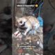 😇 🙂 Someone killed a stray cat badly | where is humanity??  #shorts #straycat 2023