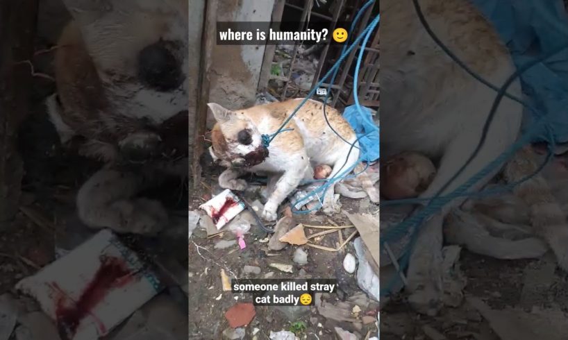 😇 🙂 Someone killed a stray cat badly | where is humanity??  #shorts #straycat 2023