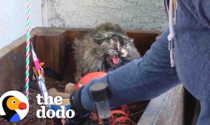 Spicy Cat Mama Won't Let Rescuers Touch Her Babies | The Dodo