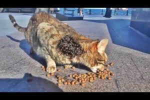 Stray Cat Was So Hungry When We Found Her (Animal Rescue)
