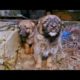 Stray Heartbroken Puppies Become biggest Love Bugs After being Rescued