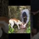 Stray dog Rescue // Rescued Stray puppies//Save Animals #shorts