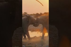 Stunning #animal fights between #elephants|zebras|springboks#shorts