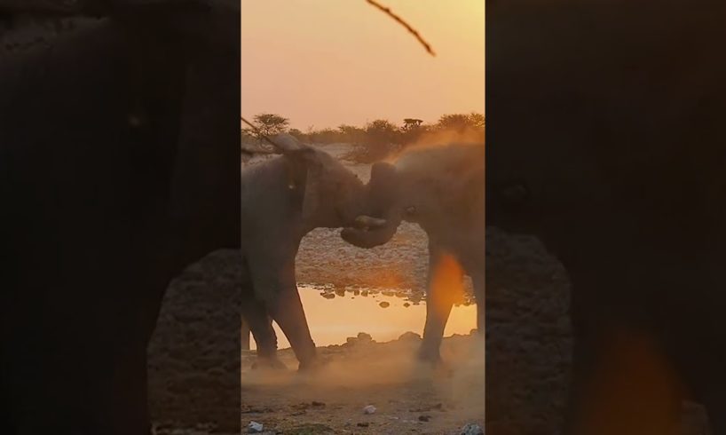 Stunning #animal fights between #elephants|zebras|springboks#shorts
