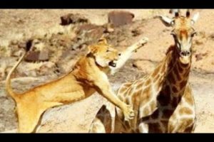 TOP 10 WILD ANIMAL FIGHTS FOR TERRITORY