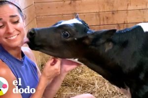 Ternera rescatada ha estado obsesionada con su mamá desde el 1er día | Pequeño y Valiente | El Dodo