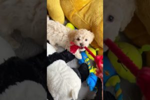 That's my baby dog! 🐶cutest puppies!😊 #shorts #dogs #viral #puppy #cute