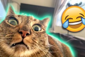 The BEST Cute and Funny Animal Videos of 2022! 😂