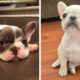 🥰The Best Adorable Bulldogs in The Planet Makes Your Heart Melt 🐶|Cutest Puppies