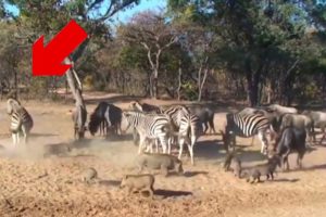 The Best Of Animal Attack 2023 -Most Amazing Moments Of Wild Animal Fight! Wild Animals