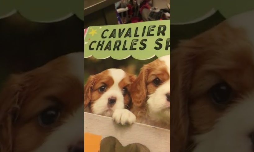 The Book of the Cutest Puppies Ever