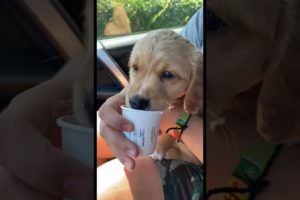 The CUTEST PUPPY! With his Starbucks 😂 #puppy #dog #cute