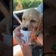 The CUTEST PUPPY! With his Starbucks 😂 #puppy #dog #cute