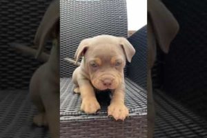 The CUTEST Puppy You'll Ever Seen Needs Your HELP!