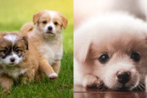 The Cutest Puppies | Adorable puppies | Baby dogs | The Cutest Baby Animals