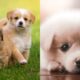 The Cutest Puppies | Adorable puppies | Baby dogs | The Cutest Baby Animals