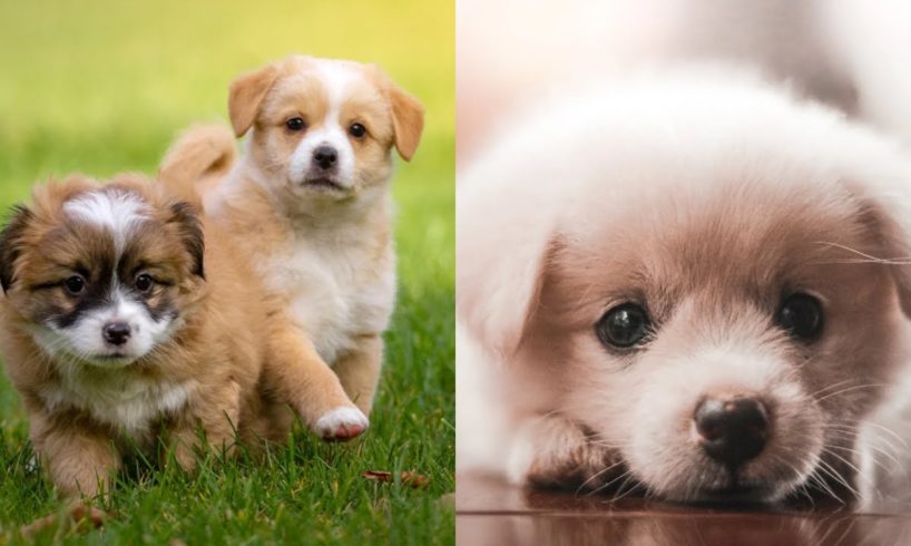 The Cutest Puppies | Adorable puppies | Baby dogs | The Cutest Baby Animals