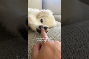 The Cutest Puppy in the World
