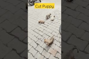 The Cutest Puppy ।।