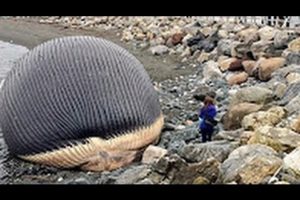 The Exploding Whale Compilation 2017