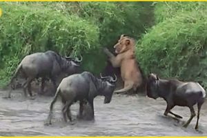 The Greatest Fights In The Animal Kingdom | Lion VS Wildebeest