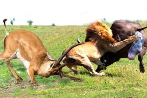 The Most Incredible Wild Animal Fights Caught On Camera 2023 | Wild Adventures | #WildAdventures