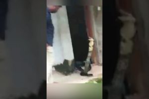 The SNAKE was hiding in the bathroom. #shorts #animals #shortvideo
