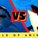 The battle of sharks and killer whales  Animal Confrontation