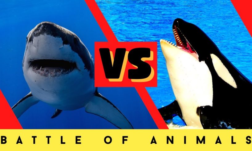 The battle of sharks and killer whales  Animal Confrontation
