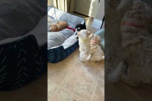 The cutest puppies play! 😊 #shorts #dogs #dogshorts #puppy #cute