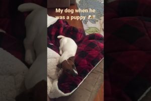 The cutest puppy of all time!!! #sweet # subscribe