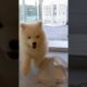 The cutest puppy video you'll see today! 🐾 #puppy #samoyed #cute #dog