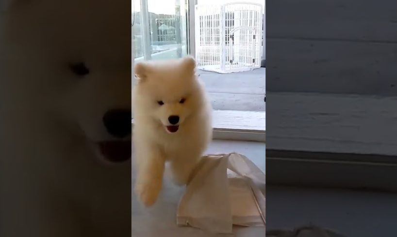 The cutest puppy video you'll see today! 🐾 #puppy #samoyed #cute #dog
