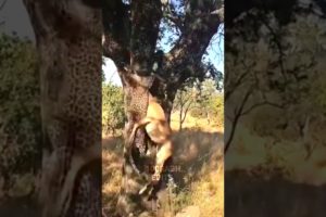 The leopard killed the deer 😱 #shorts #viral #animal