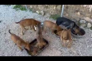 The new puppies are very happy and they are eating a lot ❤️ - Takis Shelter