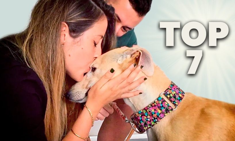 The top 7 animal rescue videos of all time!