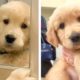 😍 These Cutest Golden Puppies Will Make You Fall In Love At First Sight🐶| Cute Puppies