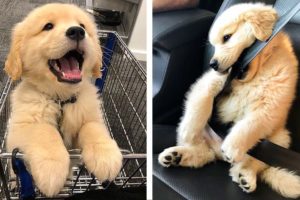 These Golden Retriever Puppies Will Brighten Your Day 🐶🥰 | Cute Puppies