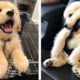 These Golden Retriever Puppies Will Brighten Your Day 🐶🥰 | Cute Puppies
