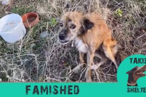 They left this dog chained and famished. But his luck changed - Takis Shelter