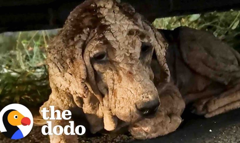 This Ancient-Looking Dog Is Actually A Puppy | The Dodo Faith = Restored