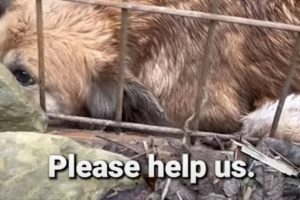 🥹This dog does not deserve to end up like this. Dog Rescue ❤️ #shorts