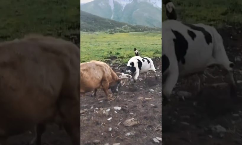 Tibetan bull fighting video. So amazing it. #animals #biganimals #shorts #bull #fight 😳😳😱
