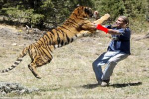 Tiger Attack: Random Tiger Attacks Caught on Camera That Will Make You Panic